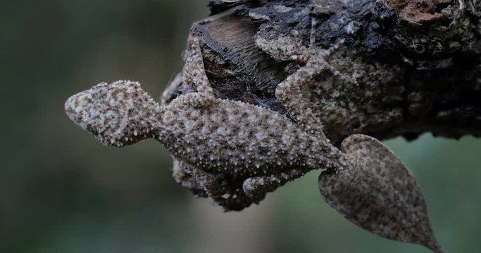 Broad-tailed Gecko or Southern Leaf-tailed Gecko (Phyllurus platurus) is a common gecko found in the Sydney Australia