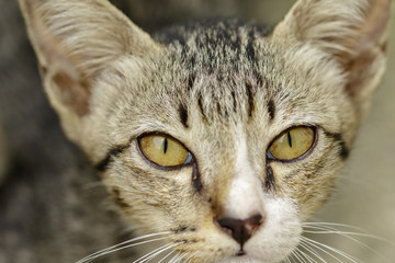 Image of a lovely cat. Pet Animal.