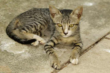 Fototapeta premium Image of a lovely cat. Pet Animal.
