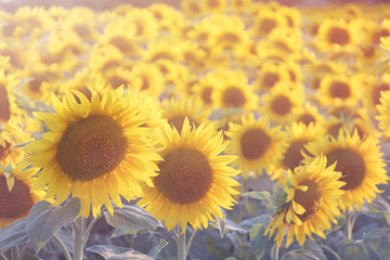 Sunflowers