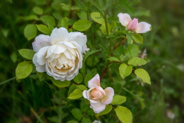 Blooming rose in the garden on a sunny day. David Austin Rose Crocus Rose