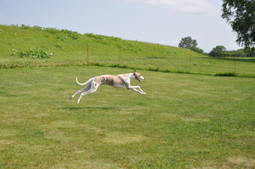ウィペット（Whippet）