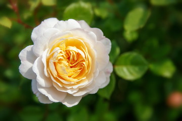 Blooming rose in the garden on a sunny day. David Austin Rose Crocus Rose