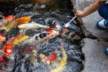 a boy feeding fancy carp fish in the pond