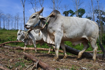 Cows pulling wood, Central java, Indonesia