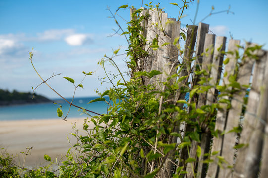 Invaded Fence