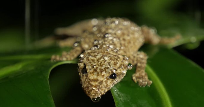 Broad-tailed Gecko or Southern Leaf-tailed Gecko (Phyllurus platurus) is a common gecko found in the Sydney Australia