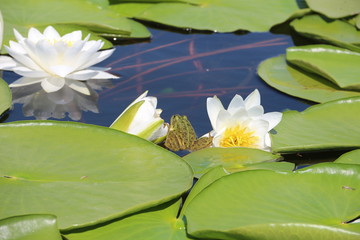 Lily  and frog on the water
