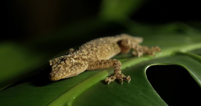 Broad-tailed Gecko or Southern Leaf-tailed Gecko (Phyllurus platurus) is a common gecko found in the Sydney Australia