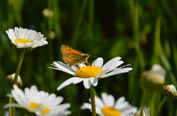 tender marco: butterfly on the daisy 