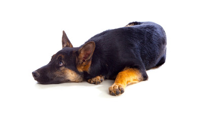 Young German Shepherd dog