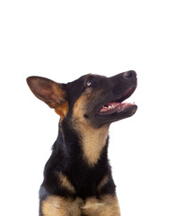 Young German Shepherd dog