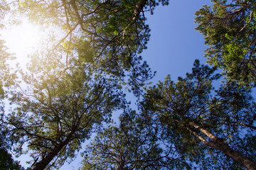 Pine forest on hill and sky