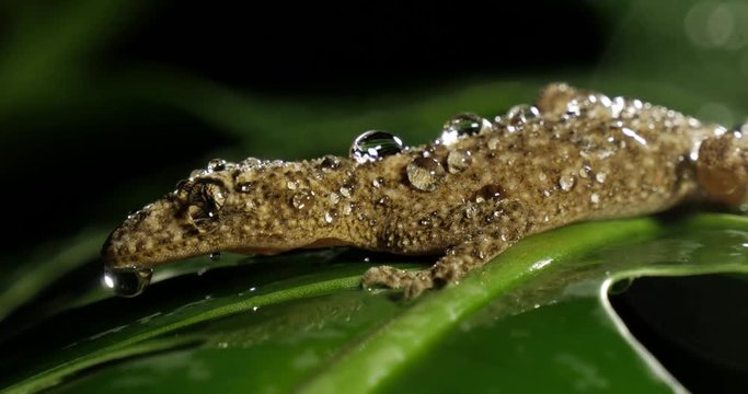 Broad-tailed Gecko or Southern Leaf-tailed Gecko (Phyllurus platurus) is a common gecko found in the Sydney Australia