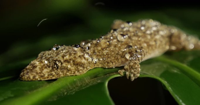 Broad-tailed Gecko or Southern Leaf-tailed Gecko (Phyllurus platurus) is a common gecko found in the Sydney Australia
