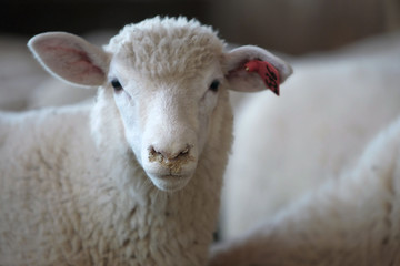 Fazenda de ovinocultura
