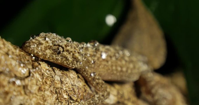 Broad-tailed Gecko or Southern Leaf-tailed Gecko (Phyllurus platurus) is a common gecko found in the Sydney Australia