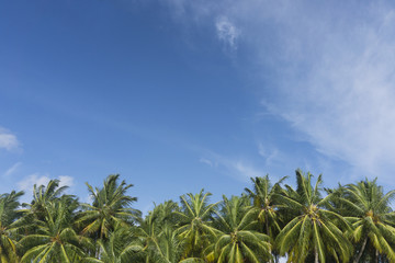 Naklejka na ściany i meble Summer time exotic tropical palm tree