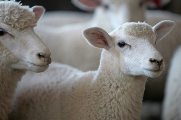 Fazenda de ovinocultura