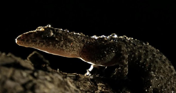 Broad-tailed Gecko or Southern Leaf-tailed Gecko (Phyllurus platurus) is a common gecko found in the Sydney Australia