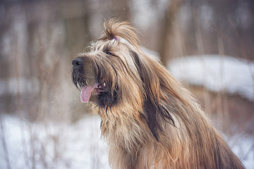 Naklejka na ściany i meble Dog breed Briard in the Park on a winter day