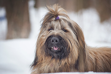 Naklejka na ściany i meble Dog breed Briard in the Park on a winter day