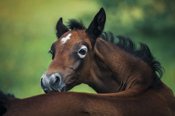 Portrait of an unusual bay foal with circles around the eyes