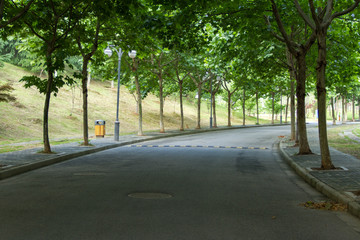 Trees on both sides of the road