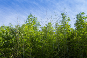 Fototapeta premium Bamboo and sky for background
