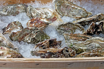 Fresh oysters for sale