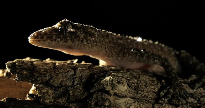 Broad-tailed Gecko or Southern Leaf-tailed Gecko (Phyllurus platurus) is a common gecko found in the Sydney Australia