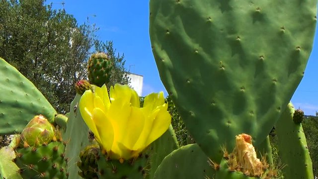 Blossom edible prickly pears (Opuntia ficus-indica) cactus plants, Italy