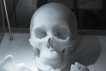 Skeleton made of resin