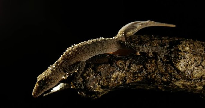 Broad-tailed Gecko or Southern Leaf-tailed Gecko (Phyllurus platurus) is a common gecko found in the Sydney Australia