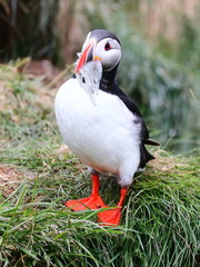 puffin with fish