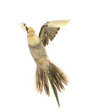 flying gray cockatiel