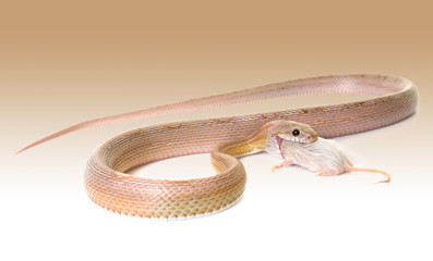 corn snake eating mouse