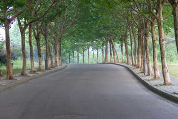 Fototapeta na wymiar Trees on both sides of the road
