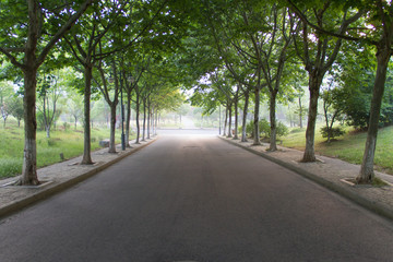 Trees on both sides of the road