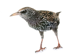 Common starling in studio