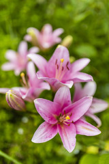 Beautiful pink lily flowers in the garden.