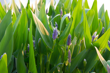Fototapeta premium Flower near the pond