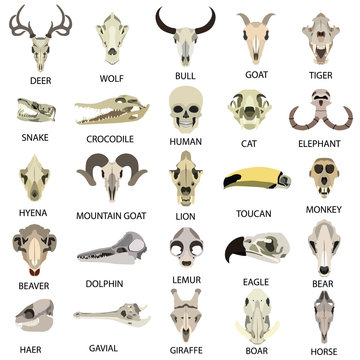Skulls of animals flat icon set