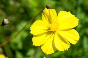 Yellow cosmos flower in garden.