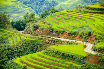 Rice terraces in sapa