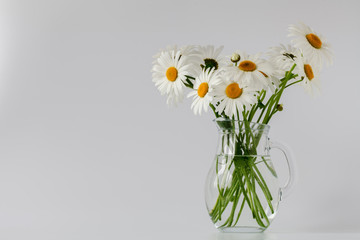 daisies summer white flower on white background