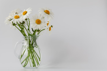 camomiles in vase