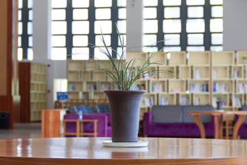 Tree pots in the library