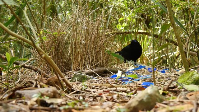 Bowerbirds are in the bird family Ptilonorhynchidae. They are renowned for their unique courtship behaviour,