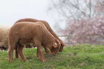 Braune Schafe auf der Wiese beim Grasen in Hagen/Deutschland